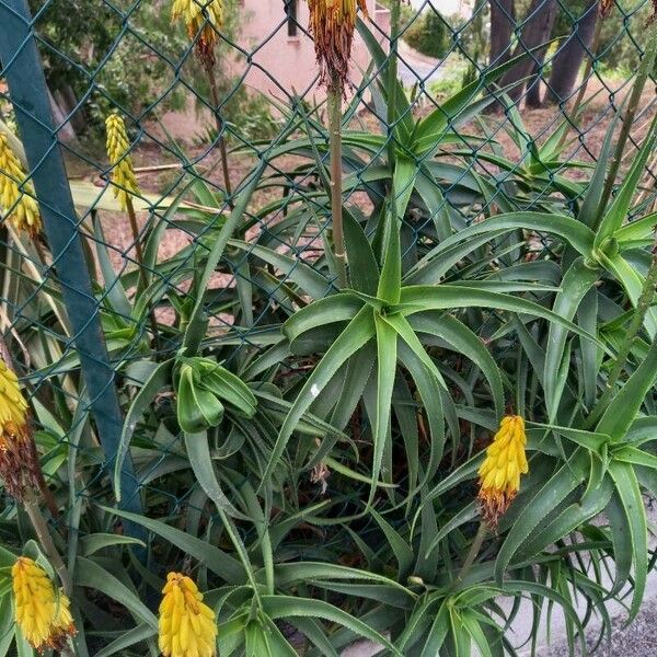 Aloe striatula Habitat