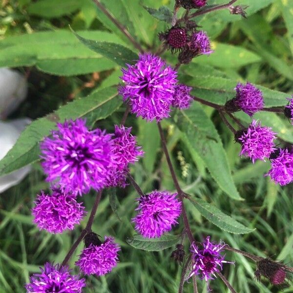 Vernonia noveboracensis Bloem