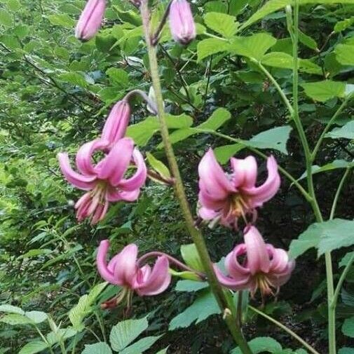 Lilium martagon 花