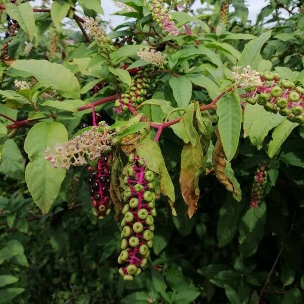 Phytolacca americana Фрукт