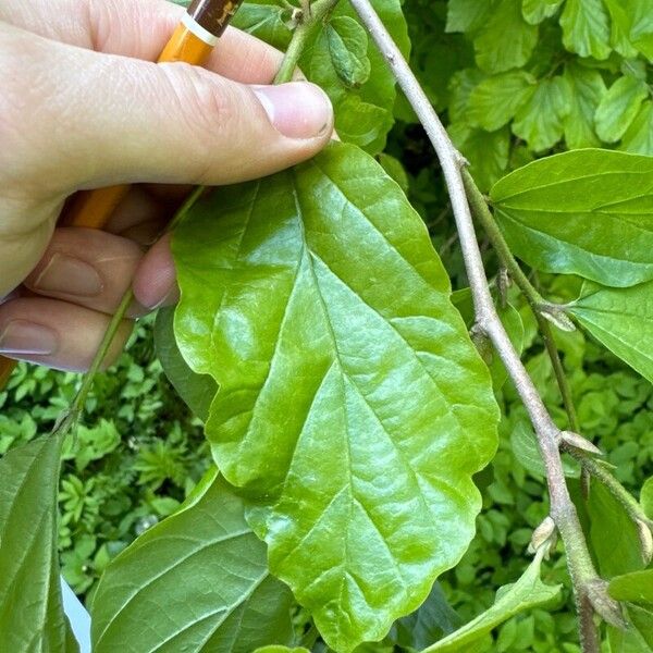 Hamamelis virginiana Blatt