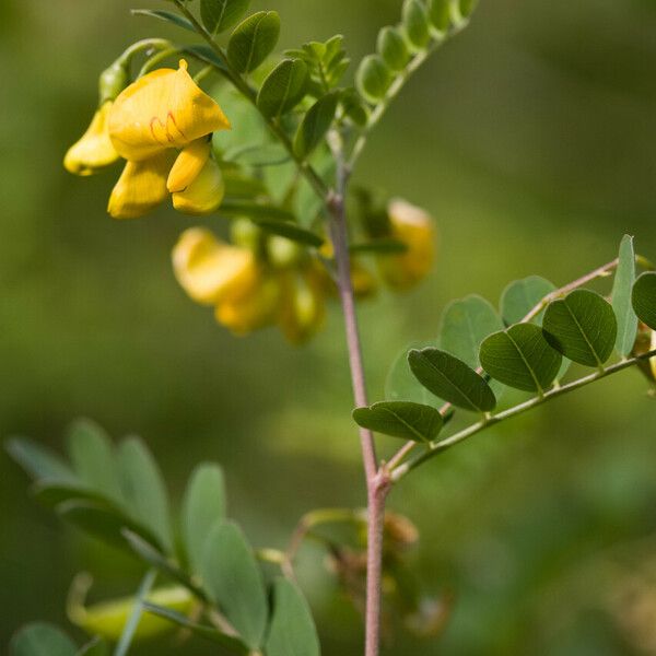 Colutea arborescens Blodyn