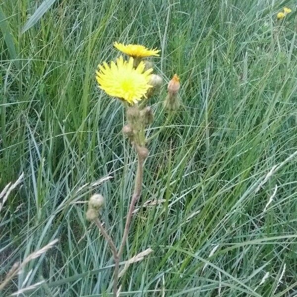 Sonchus maritimus 花