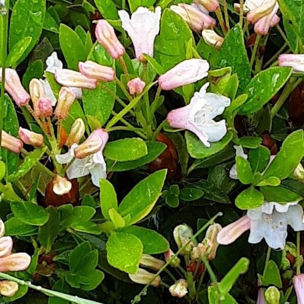 Rhododendron hirsutum Frunză