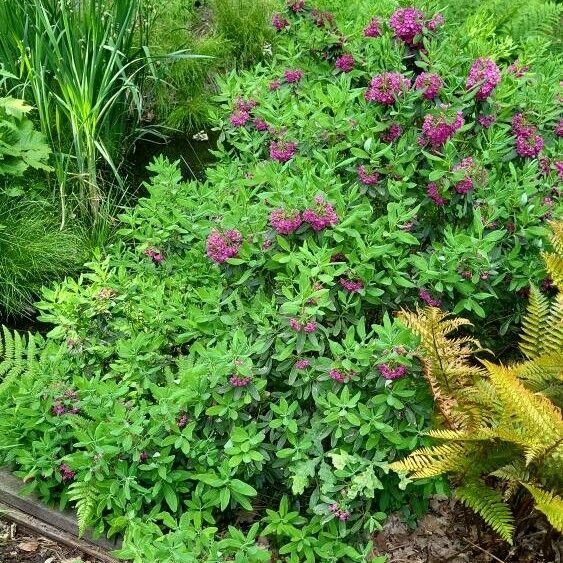 Kalmia angustifolia Habit