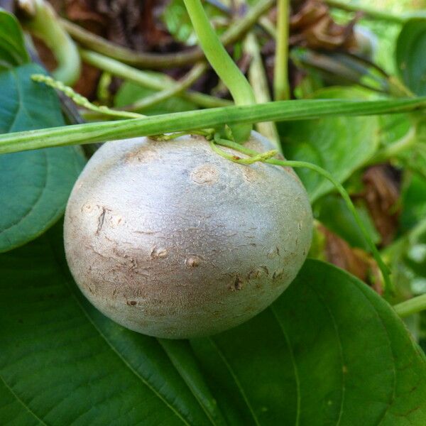 Dioscorea bulbifera Frucht