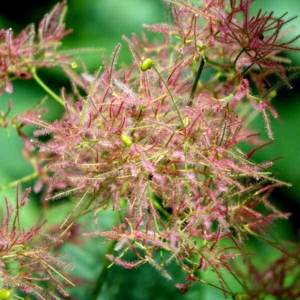 Cotinus obovatus Květ