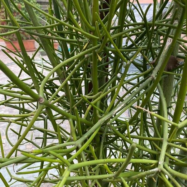 Euphorbia tirucalli Leaf