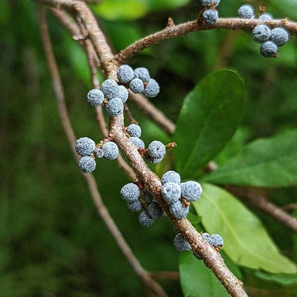 Myrica caroliniensis ഫലം