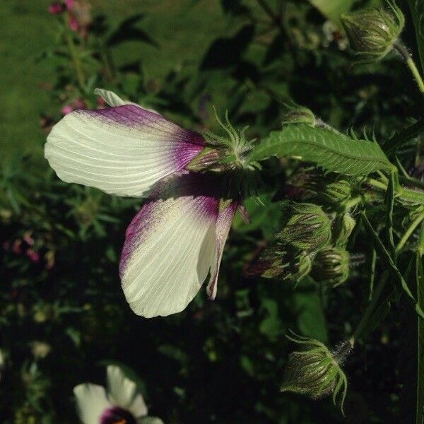 Hibiscus cannabinus Flower