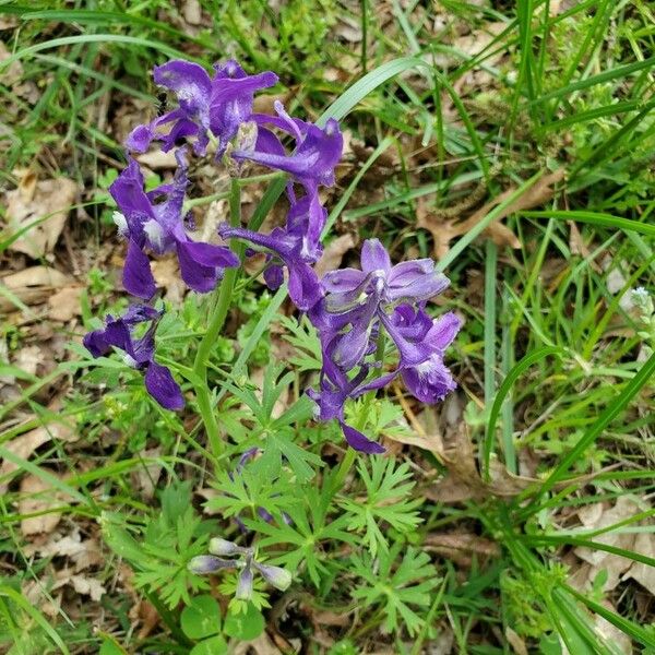 Delphinium tricorne Floro