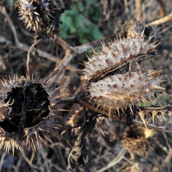 Datura stramonium Fruit