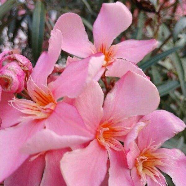 Nerium oleander Blodyn