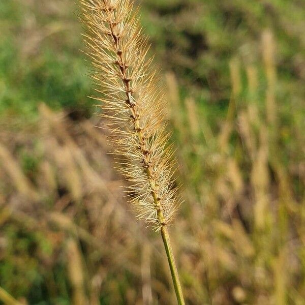 Setaria pumila Плод