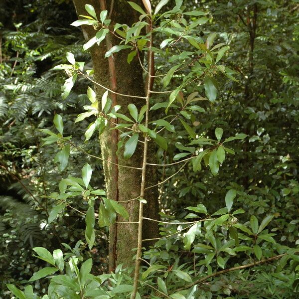 Ardisia elliptica Blatt