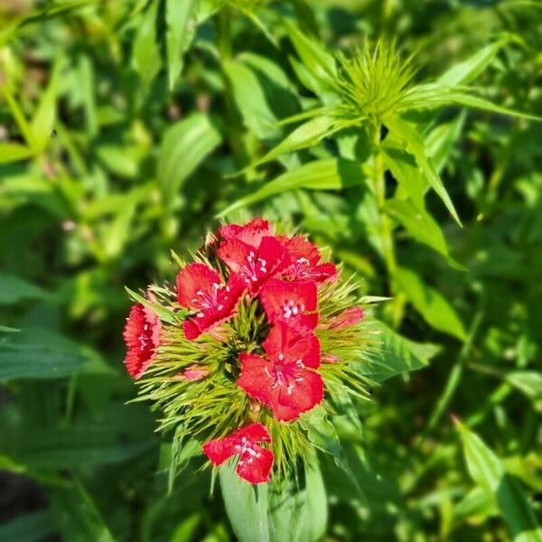 Dianthus barbatus Õis