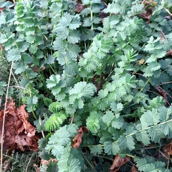 Sanguisorba minor Habit