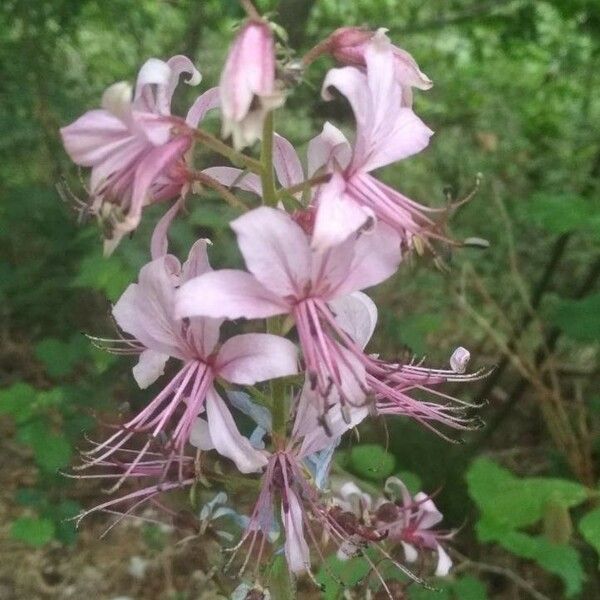 Dictamnus albus Flower