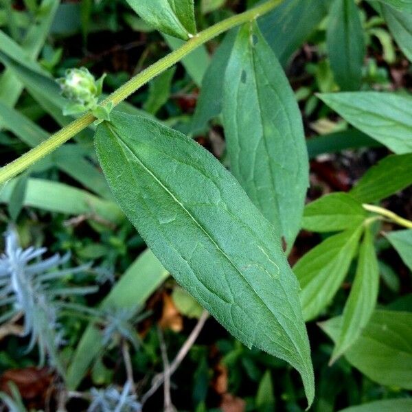 Aster amellus পাতা