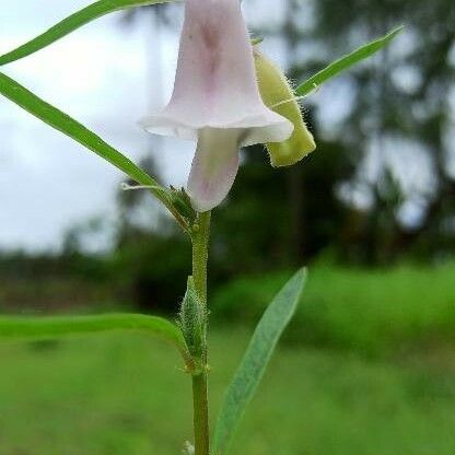 Sesamum indicum Flor