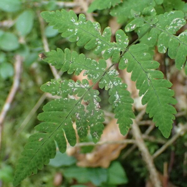 Gymnocarpium dryopteris Blad