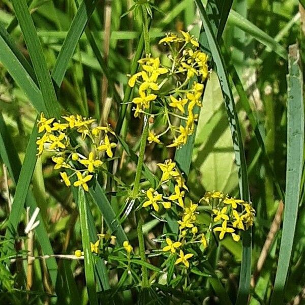 Galium verum Агульны выгляд