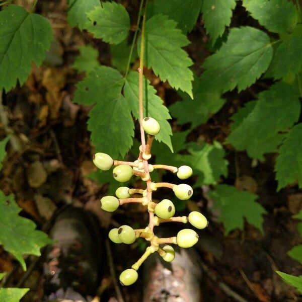 Actaea pachypoda Plod