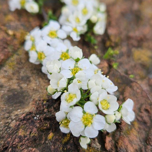 Spiraea hypericifolia Blüte