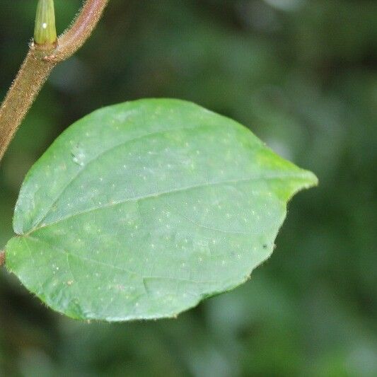 Ficus mauritiana Foglia