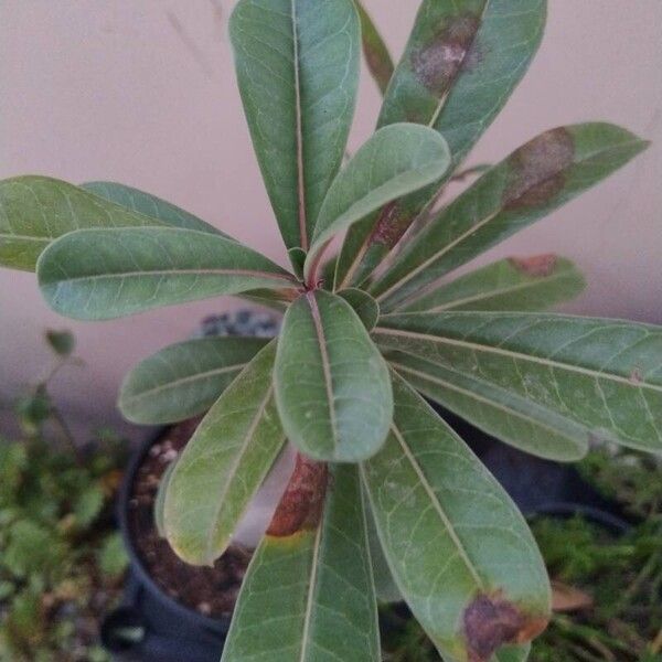 Adenium obesum Lehti