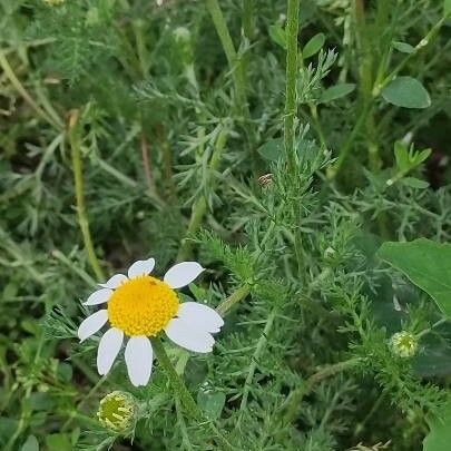 Anacyclus clavatus Flor