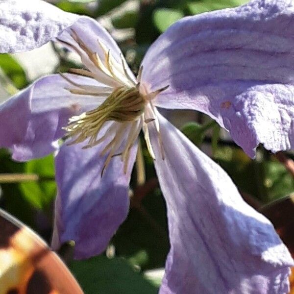 Clematis viticella 花