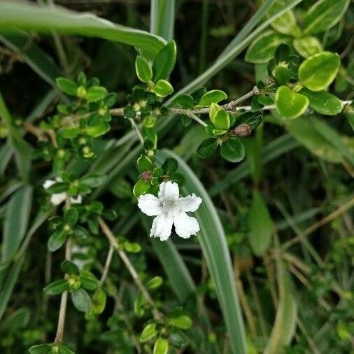 Serissa japonica Kvet