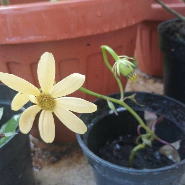 Senecio macroglossus Квітка