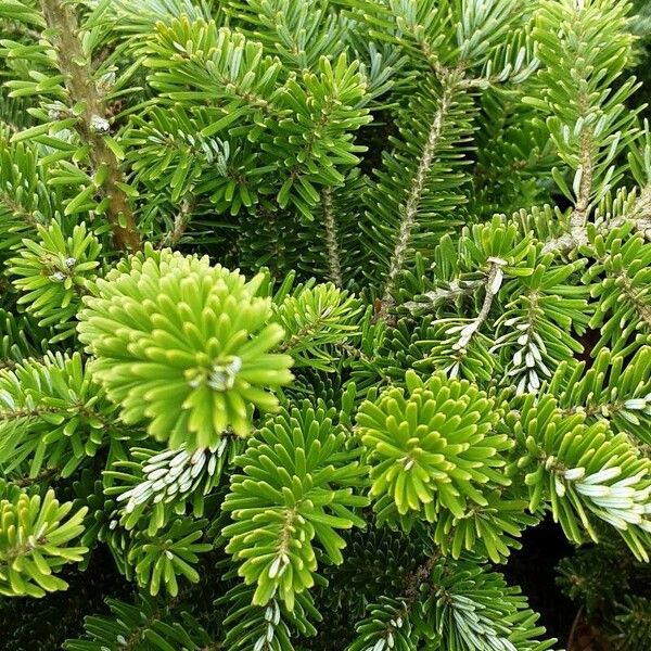 Abies koreana Φύλλο