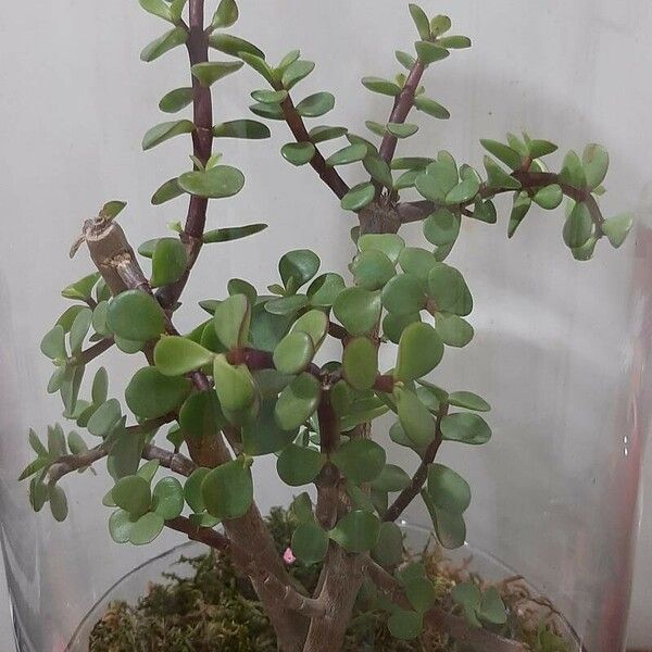 Portulacaria afra ᱥᱟᱠᱟᱢ