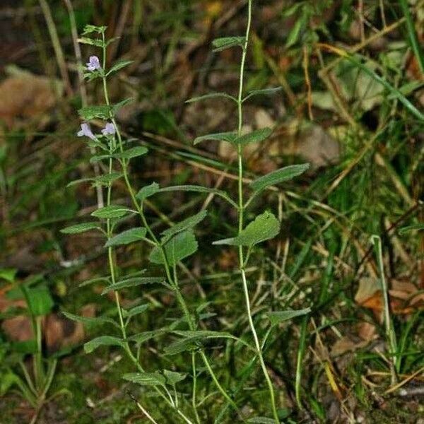 Clinopodium menthifolium 形態