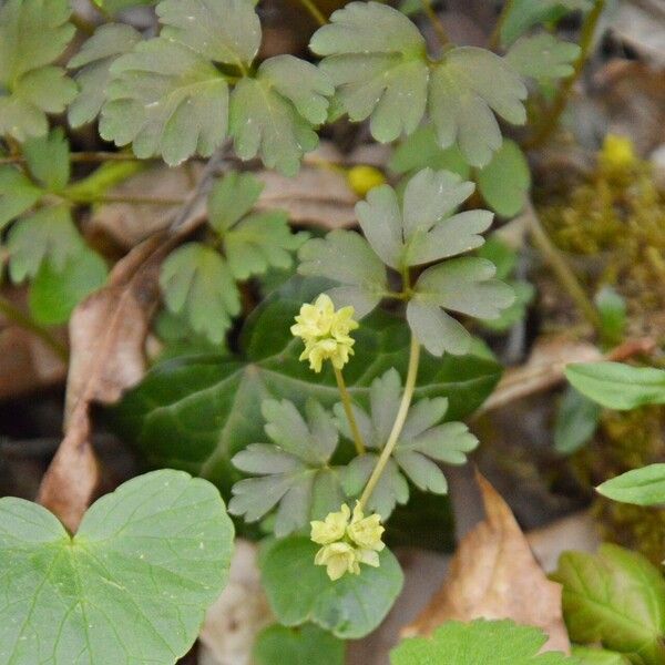 Adoxa moschatellina Λουλούδι