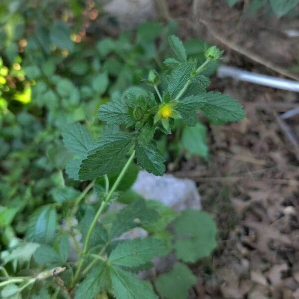 Potentilla norvegica Flower