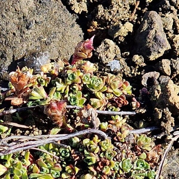 Saxifraga oppositifolia Fiore