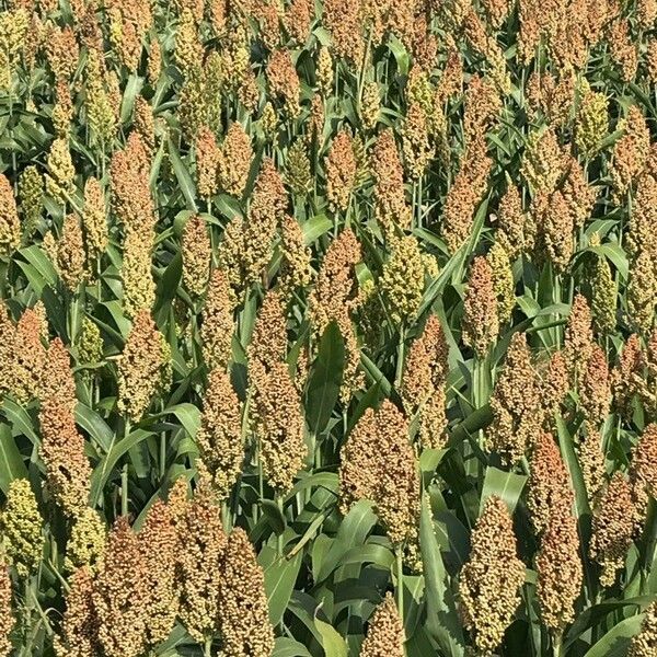 Sorghum bicolor फूल