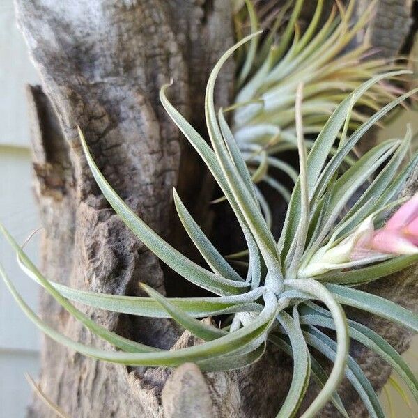 Tillandsia stricta List