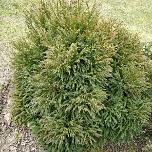 Cryptomeria japonica 整株植物