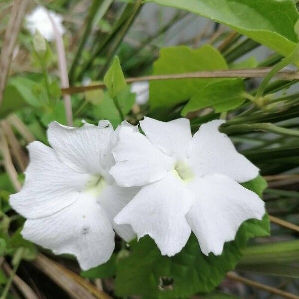 Thunbergia fragrans Žiedas