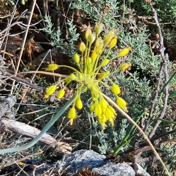 Allium flavum Цвят