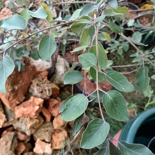 Vitex trifolia Levél