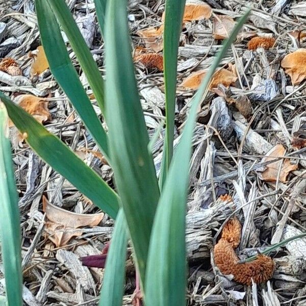 Narcissus tazetta Blad