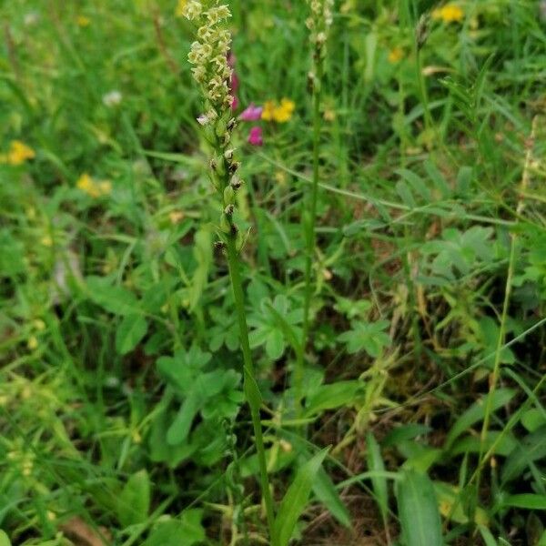 Pseudorchis albida Habit