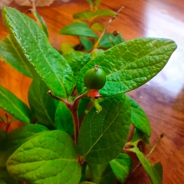 Lonicera caerulea Ffrwyth