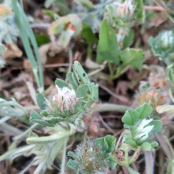 Trifolium cherleri Foglia